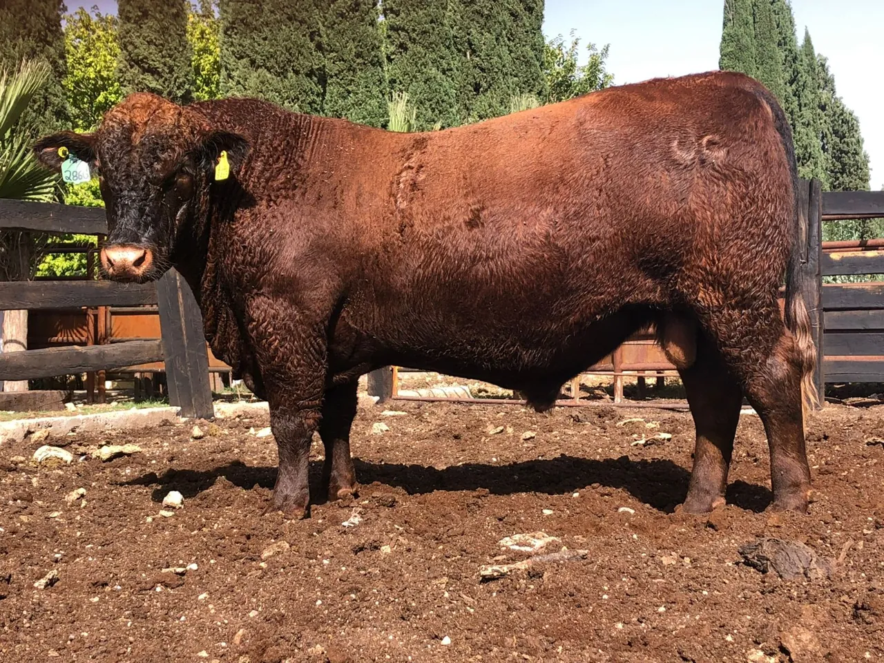 Bieber LR Tacus A286G